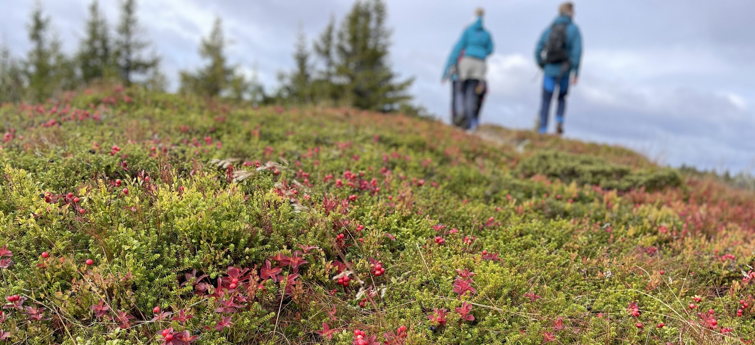 Turvandring i Ringsakerfjellet